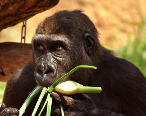 Gorilla Diet