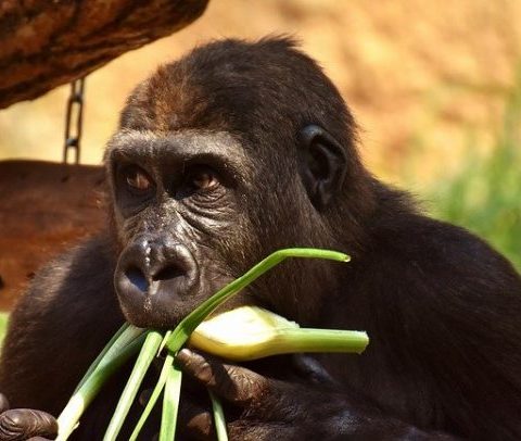 Gorilla Diet