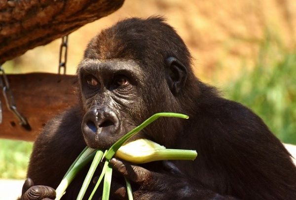 What Do Gorillas Eat – Gorilla Diet