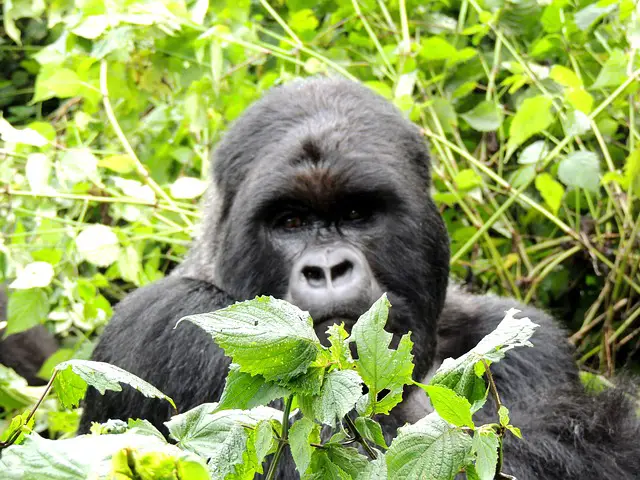 Gorilla habitat