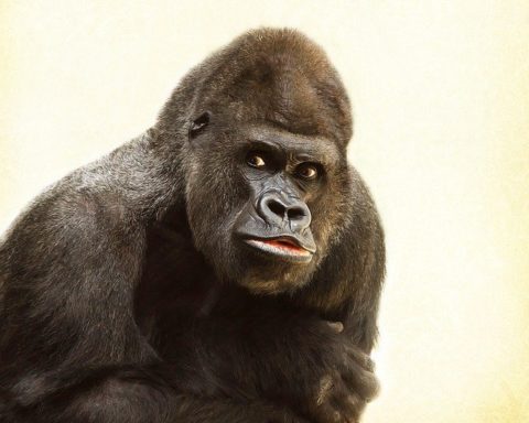 How Long Do Gorillas Live