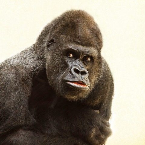 How Long Do Gorillas Live