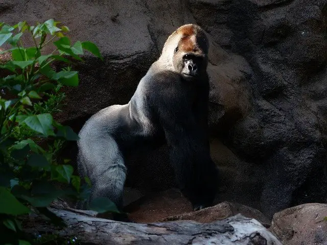 How Long Do Gorillas Live - Gorilla Lifespan
