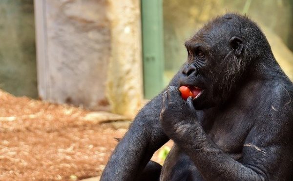 What Do Gorillas Eat