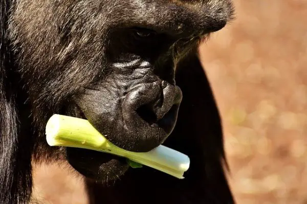 What Do Gorillas Eat - Gorilla Diet