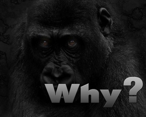 Why Are Gorillas Endangered - Gorilla Endangered Species