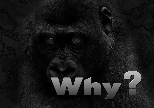 Why Are Gorillas Endangered - Gorilla Endangered Species