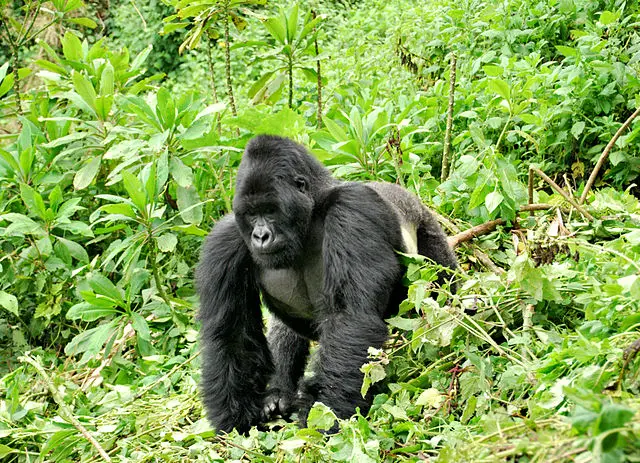 Why Is The Eastern Gorilla Endangered