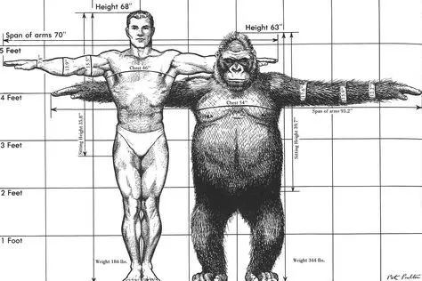 gorilla vs human comparison