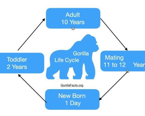 Gorilla Life Cycle