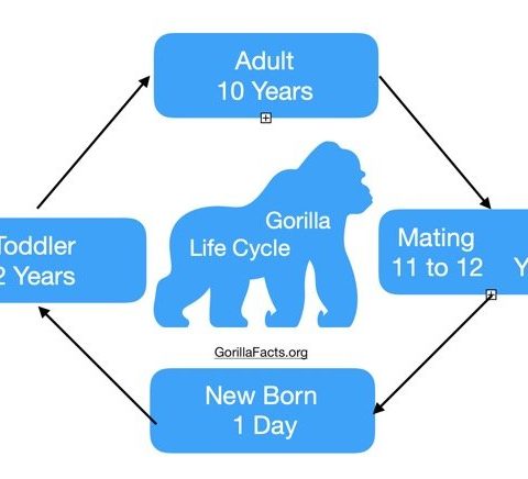 Gorilla Life Cycle