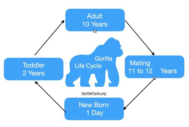 Gorilla Life Cycle – From Birth To Death All Explained