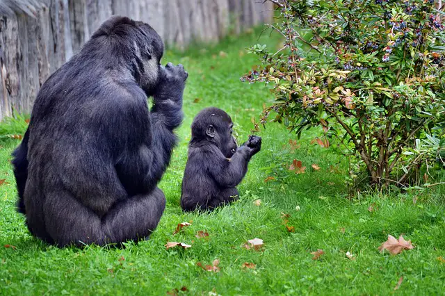 Gorilla Life cycle