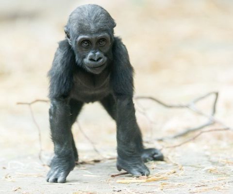 baby gorilla facts