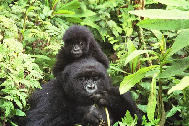 gorilla life cycle - baby gorilla