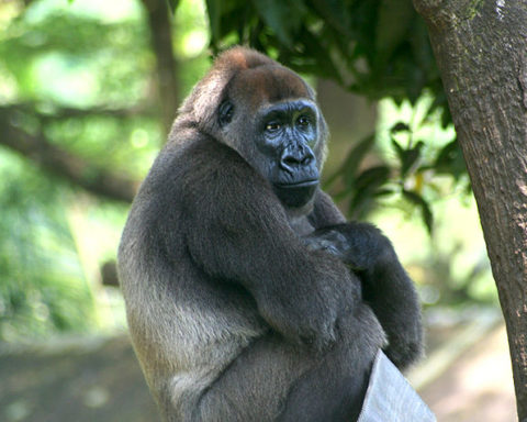 Cross River gorilla