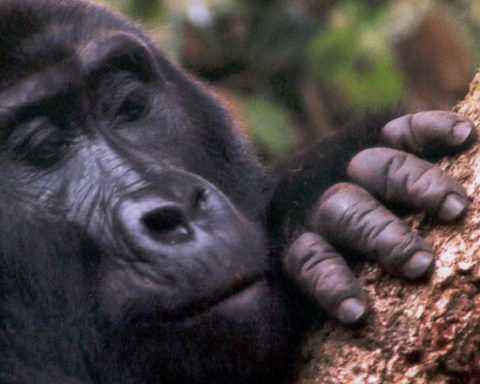 Why Are Mountain Gorillas Endangered
