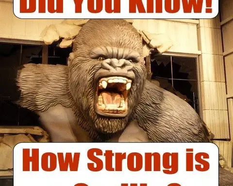 how strong is a gorilla - gorilla strength