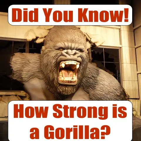 how strong is a gorilla - gorilla strength