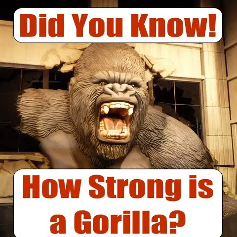 How Strong Is A Gorilla - Gorilla Strength vs Human