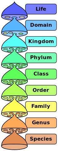 scientific classification