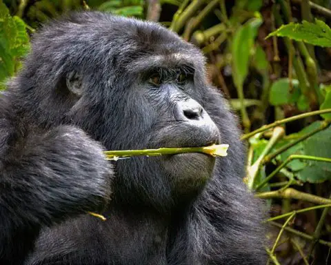 Mountain Gorillas Diet