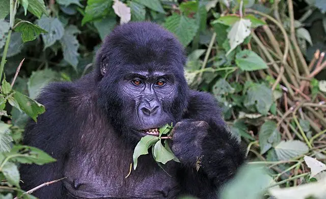 What Do Mountain Gorillas Eat