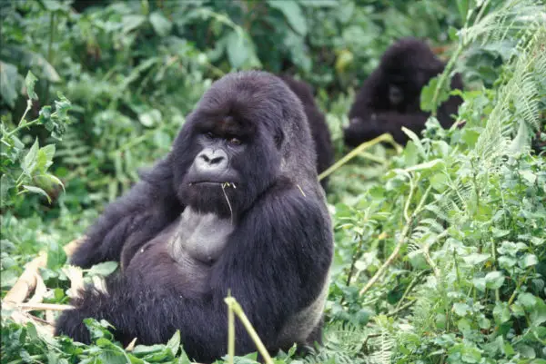 Where Do mountain Gorillas Live