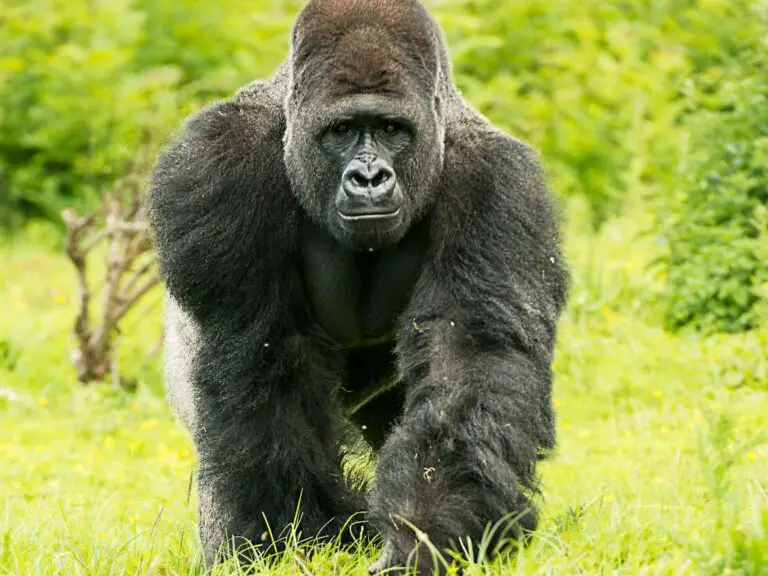 How Many Gorillas Are Left In The World Gorilla Population Gorilla