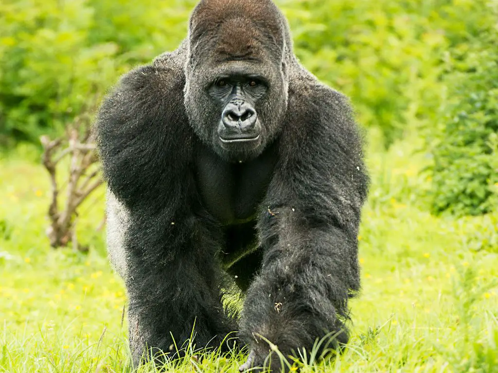 How Many Gorillas Are Left In The World – Gorilla Population