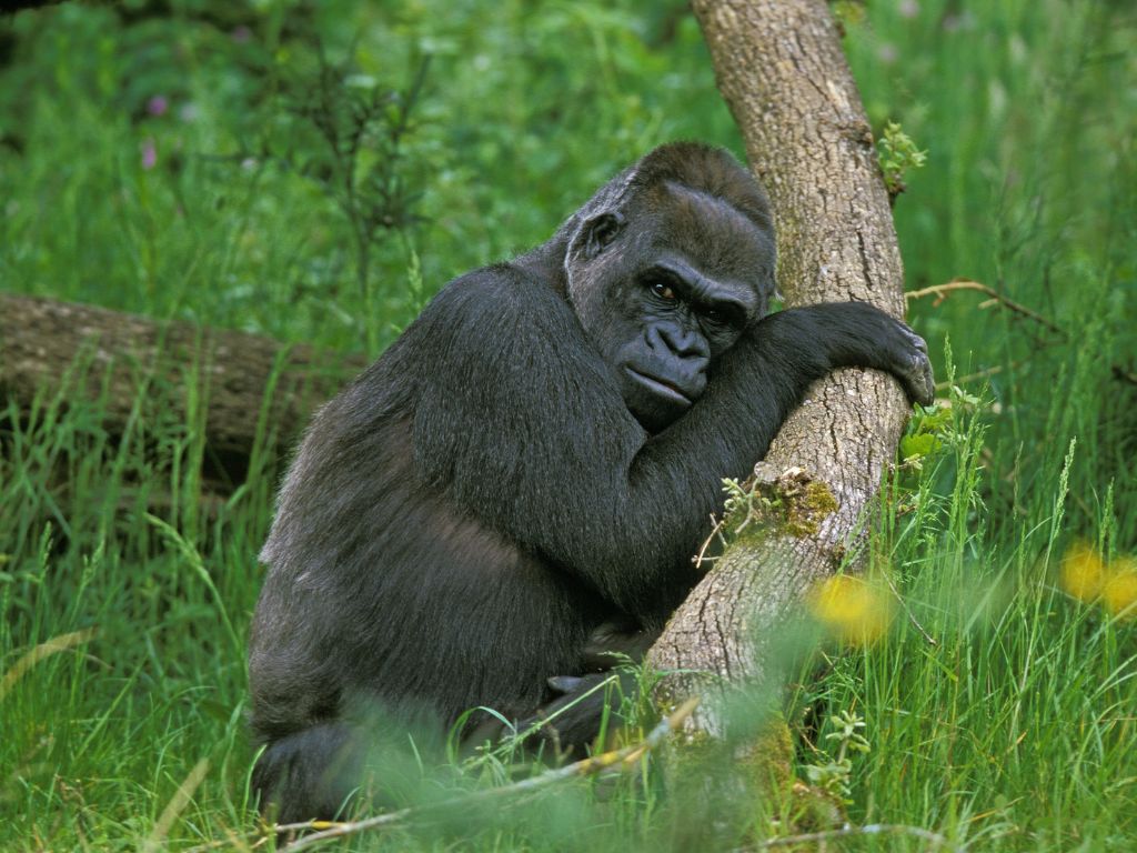 How many eastern gorillas are left in the world