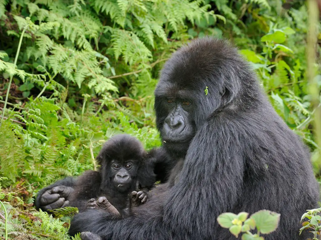 How many mountain gorillas are left in the world