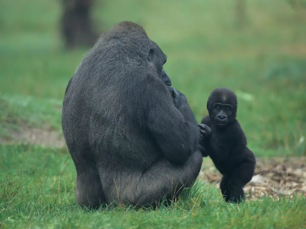 Do gorillas have tail bones