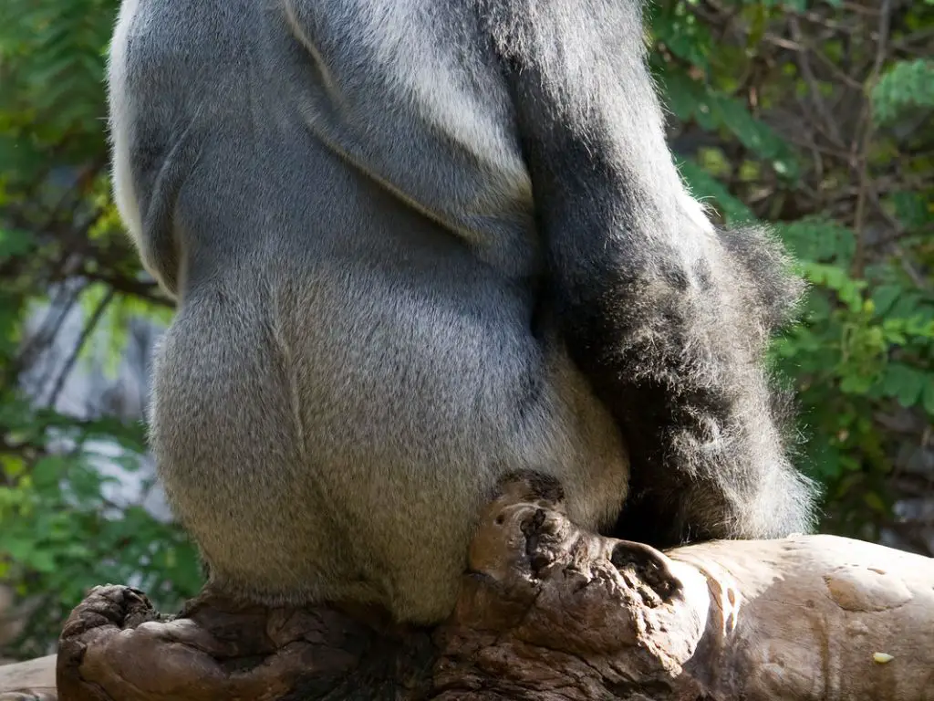 Gorilla tail