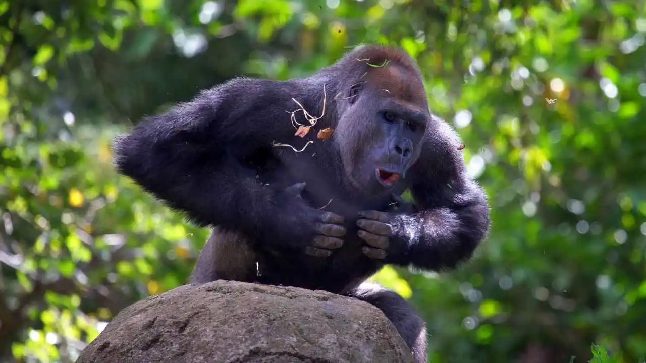 Gorilla beat chest