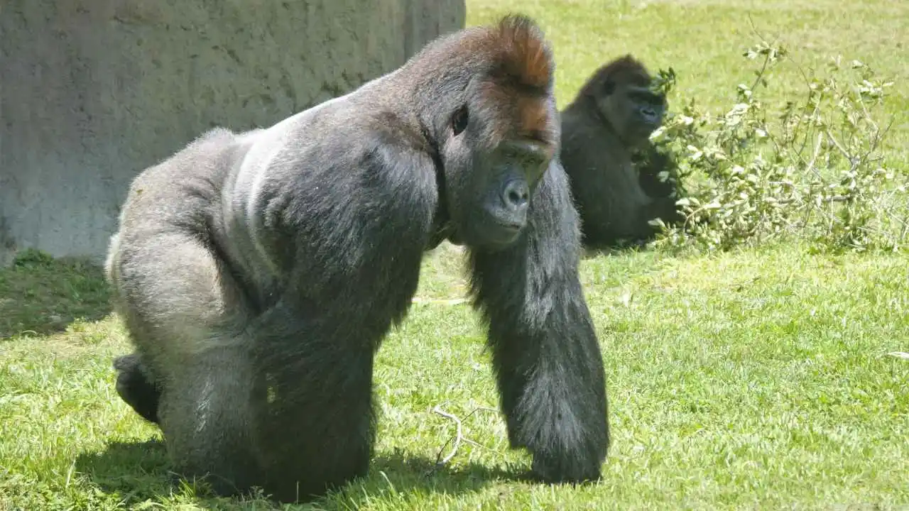 Physical Characteristics of Silverback Gorillas